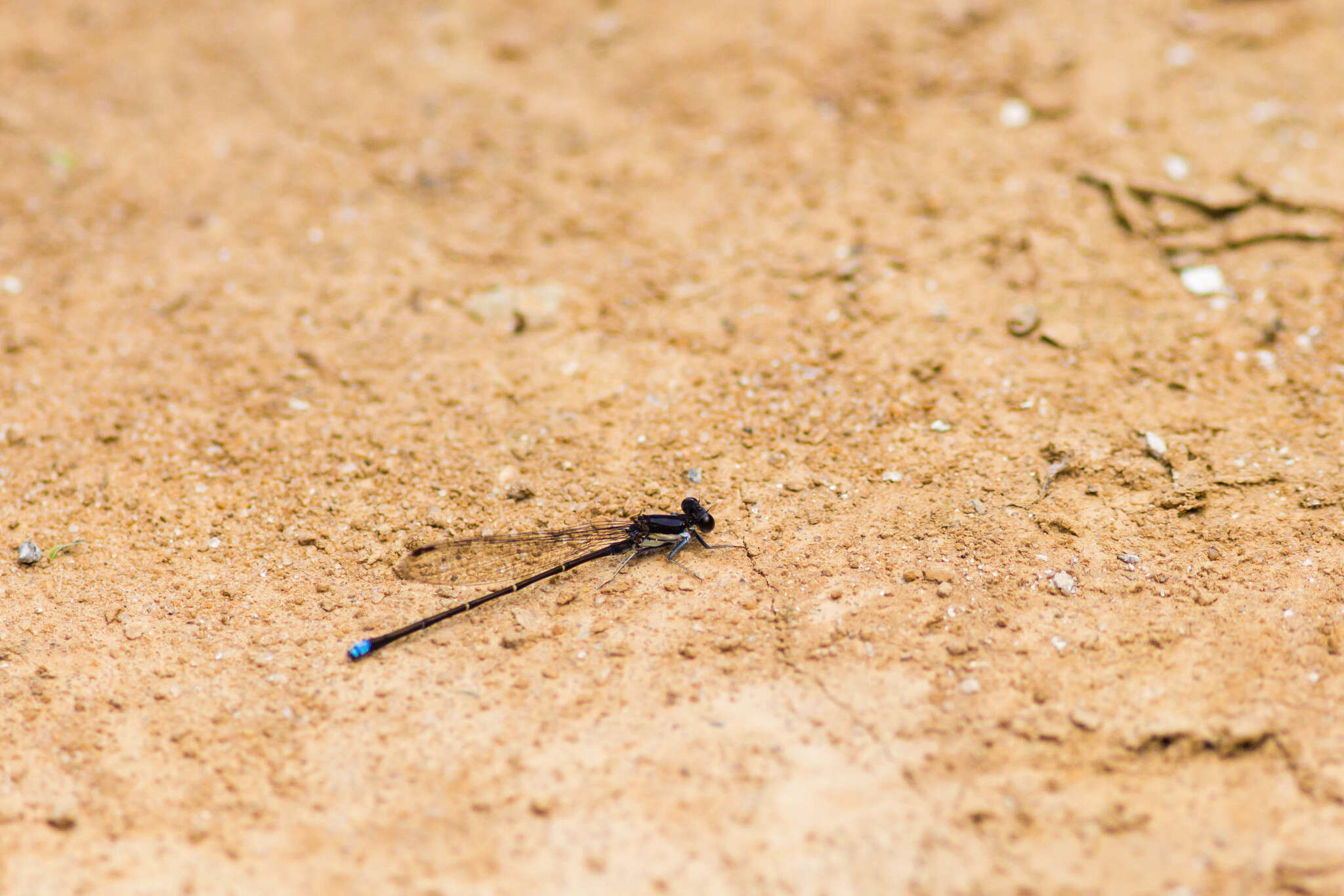 Image of Blue-tipped Dancer