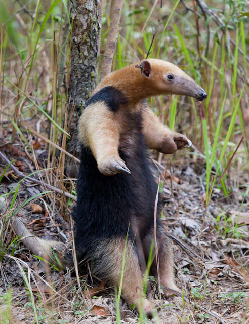 Image of anteater