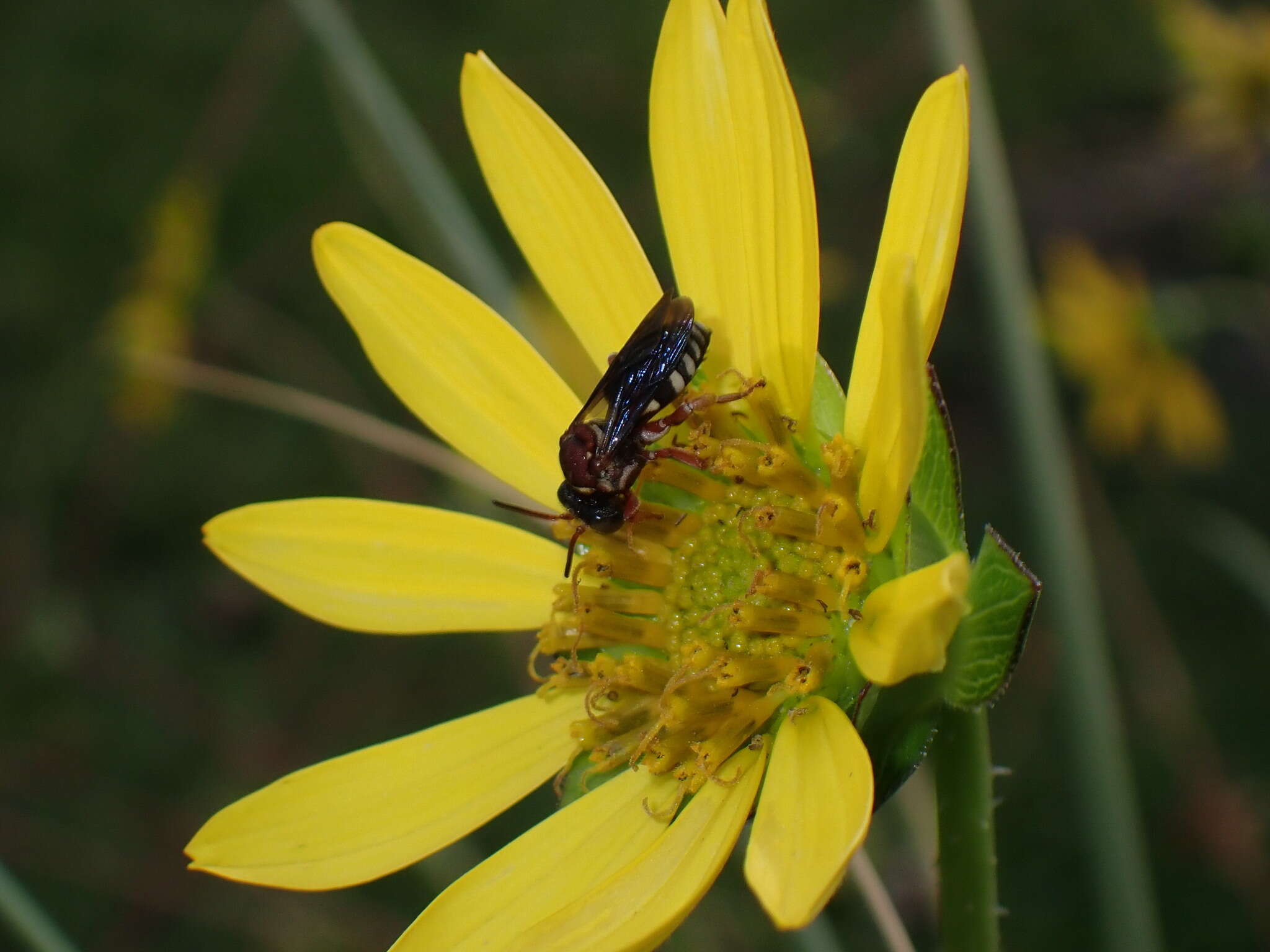 Triepeolus rufithorax Graenicher 1928 resmi