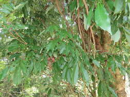 صورة Acer oblongum subsp. oblongum