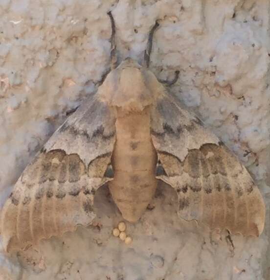 Image of Western Poplar Sphinx