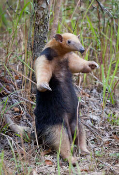 Plancia ëd Tamandua tetradactyla (Linnaeus 1758)