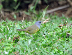 Geothlypis Cabanis 1847 resmi