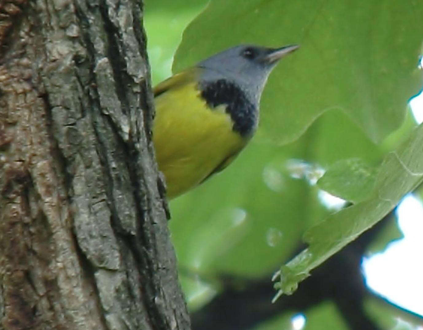 Geothlypis Cabanis 1847 resmi