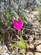 Hesperantha latifolia (Klatt) M. P. de Vos的圖片