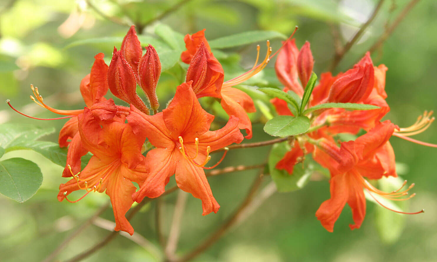 Image de Rhododendron molle (Bl.) G. Don