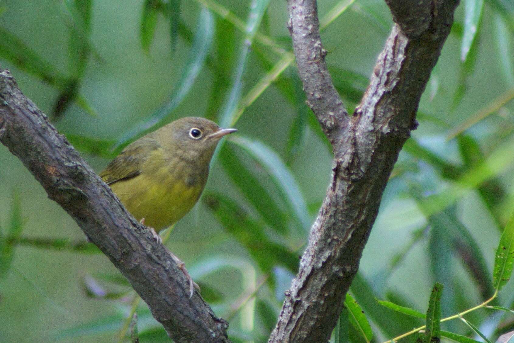 Image of Oporornis Baird & SF 1858