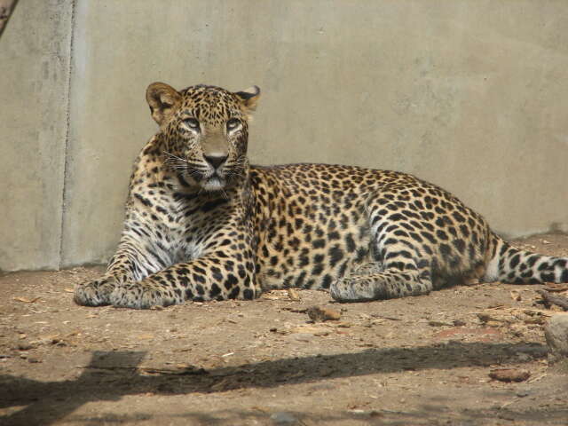 Image of Sri Lankan leopard