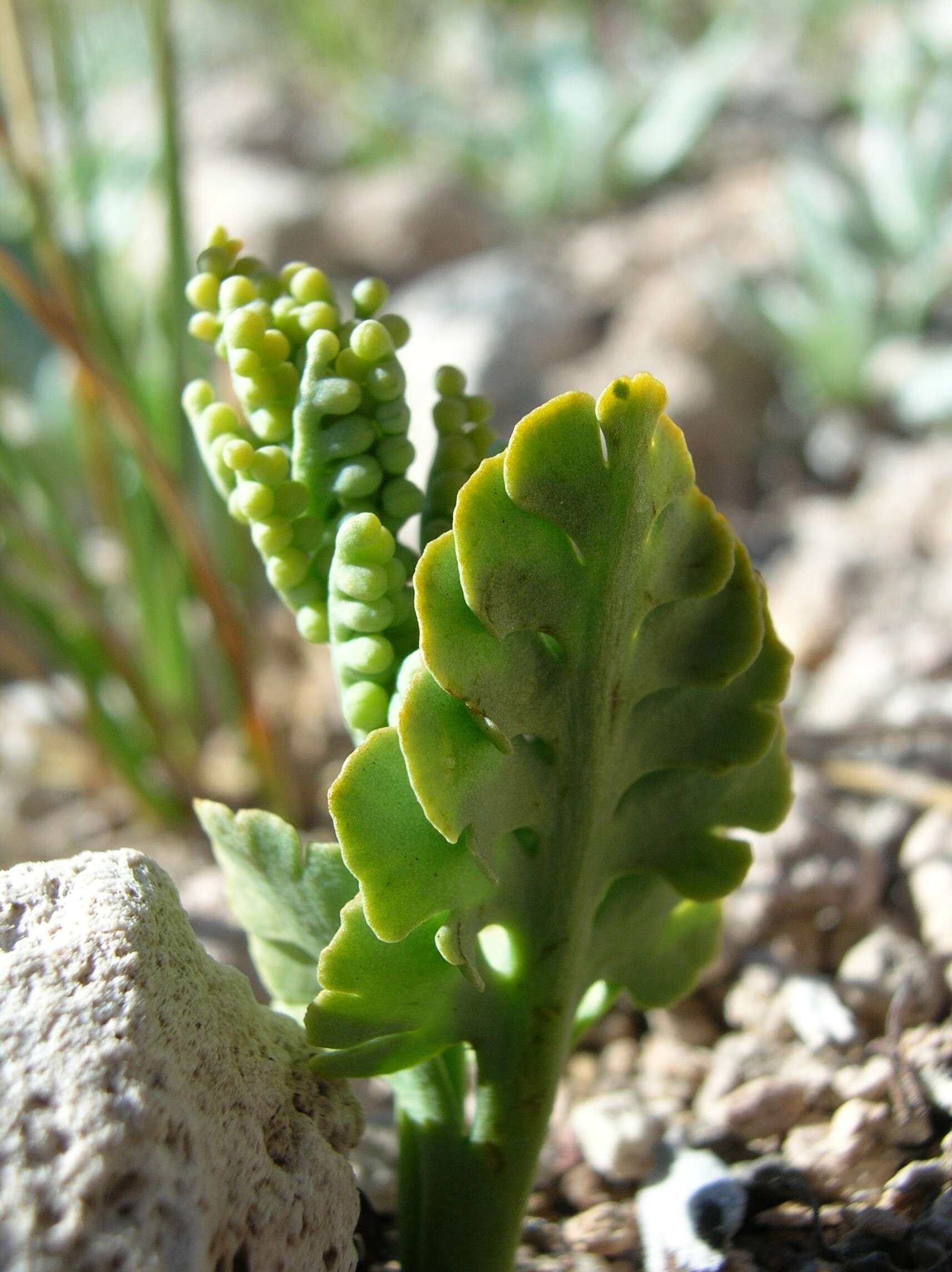 Image of Crater Lake grape fern