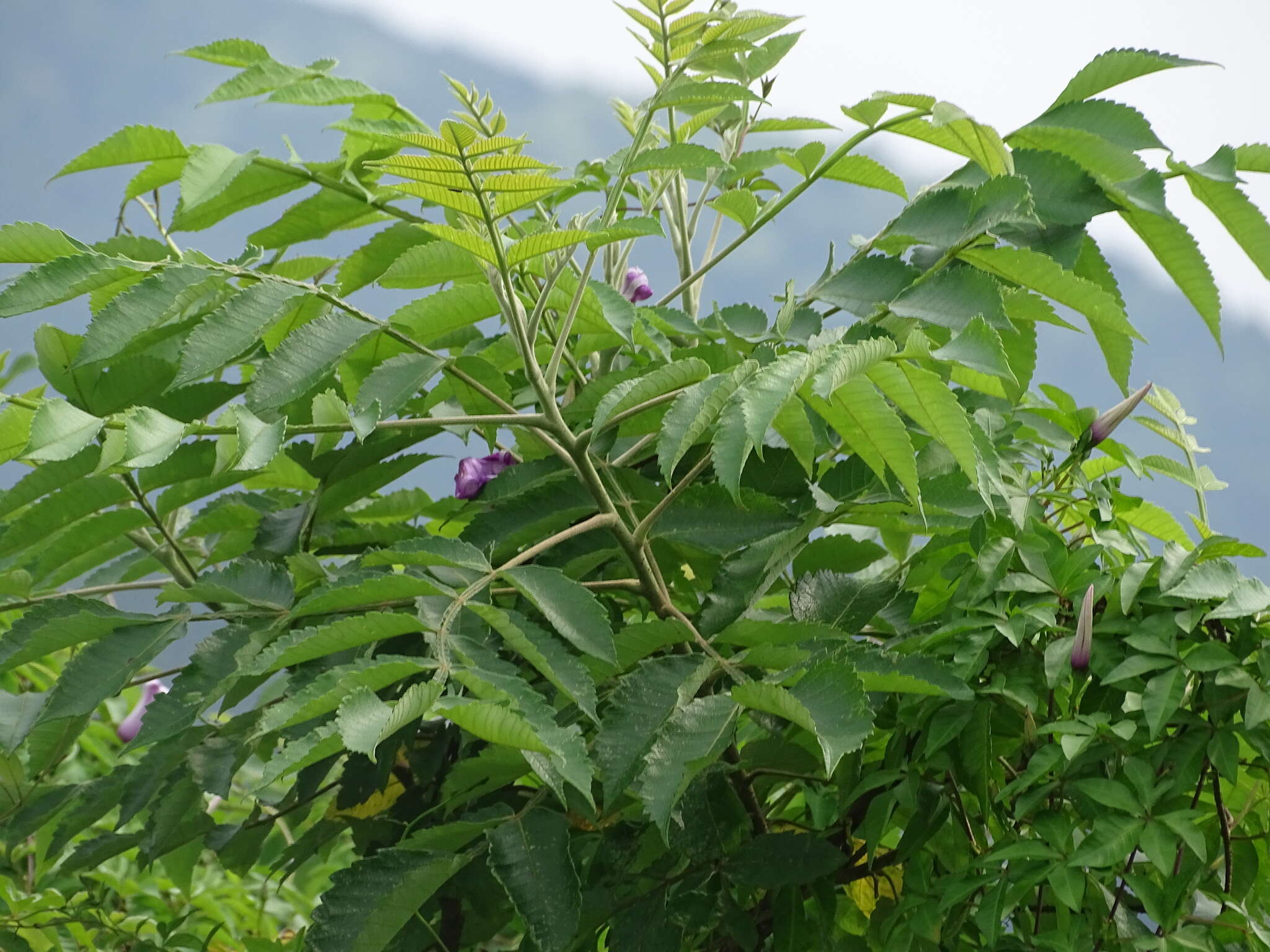 Sivun Rhus chinensis Mill. kuva