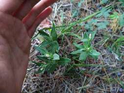 Imagem de Spigelia hedyotidea A. DC.