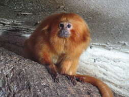 Image of Golden Lion Tamarin