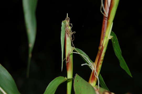 Image of perennial teosinte