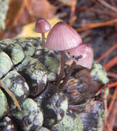 Mycena purpureofusca (Peck) Sacc. 1887 resmi