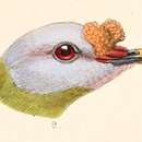 Image of Carunculated Fruit Dove