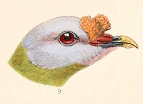 Image of Carunculated Fruit Dove