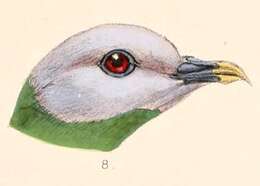 Image of Grey-headed Fruit Dove