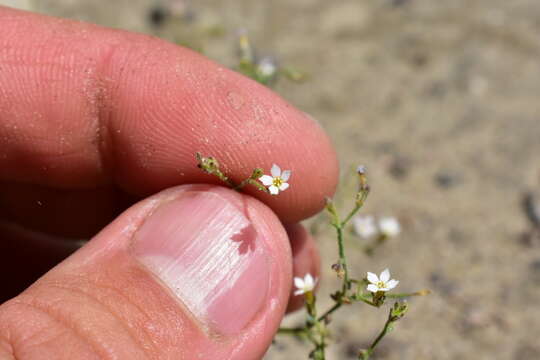 Image of sand gilia