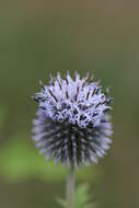 Image of tall globethistle