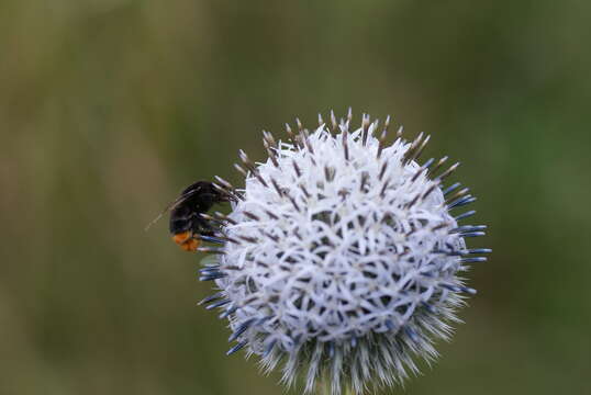 Image of tall globethistle