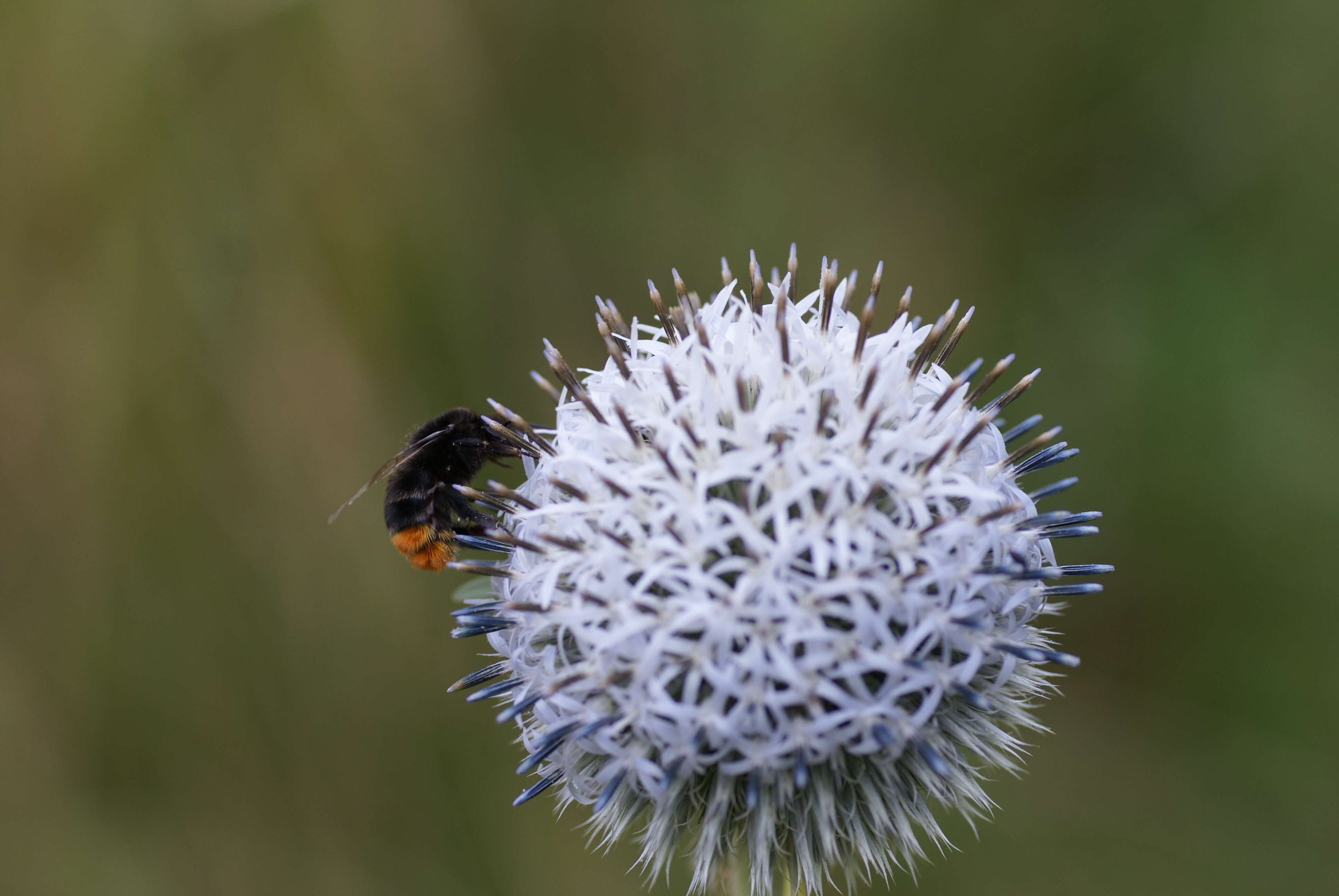 Image of tall globethistle