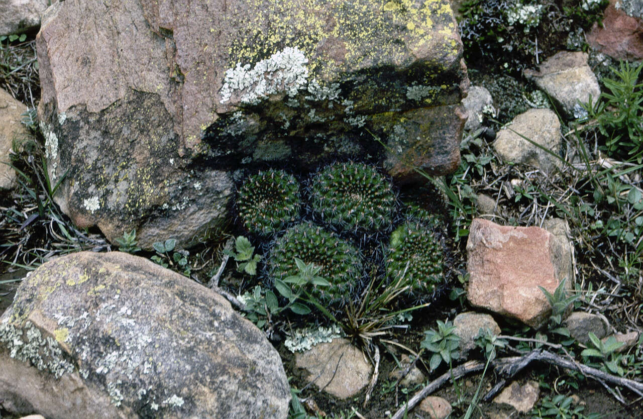 Image of Rebutia mentosa (F. Ritter) Donald