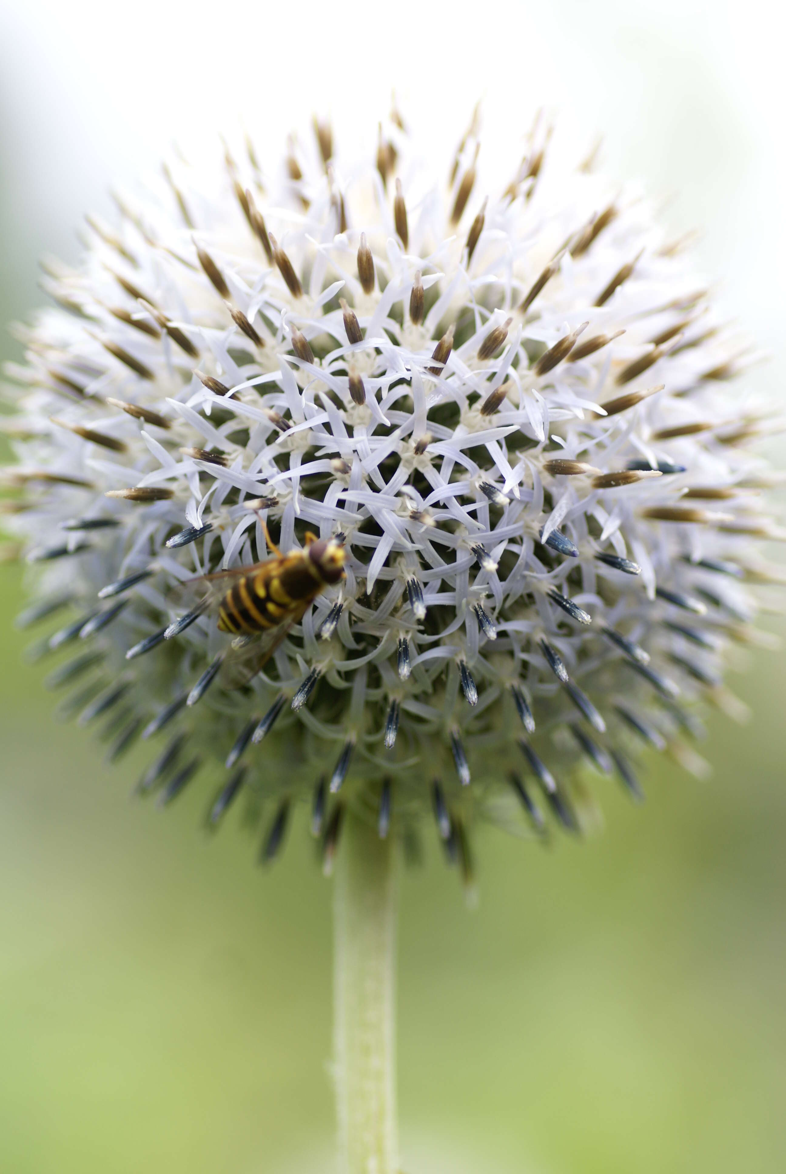 Image of tall globethistle