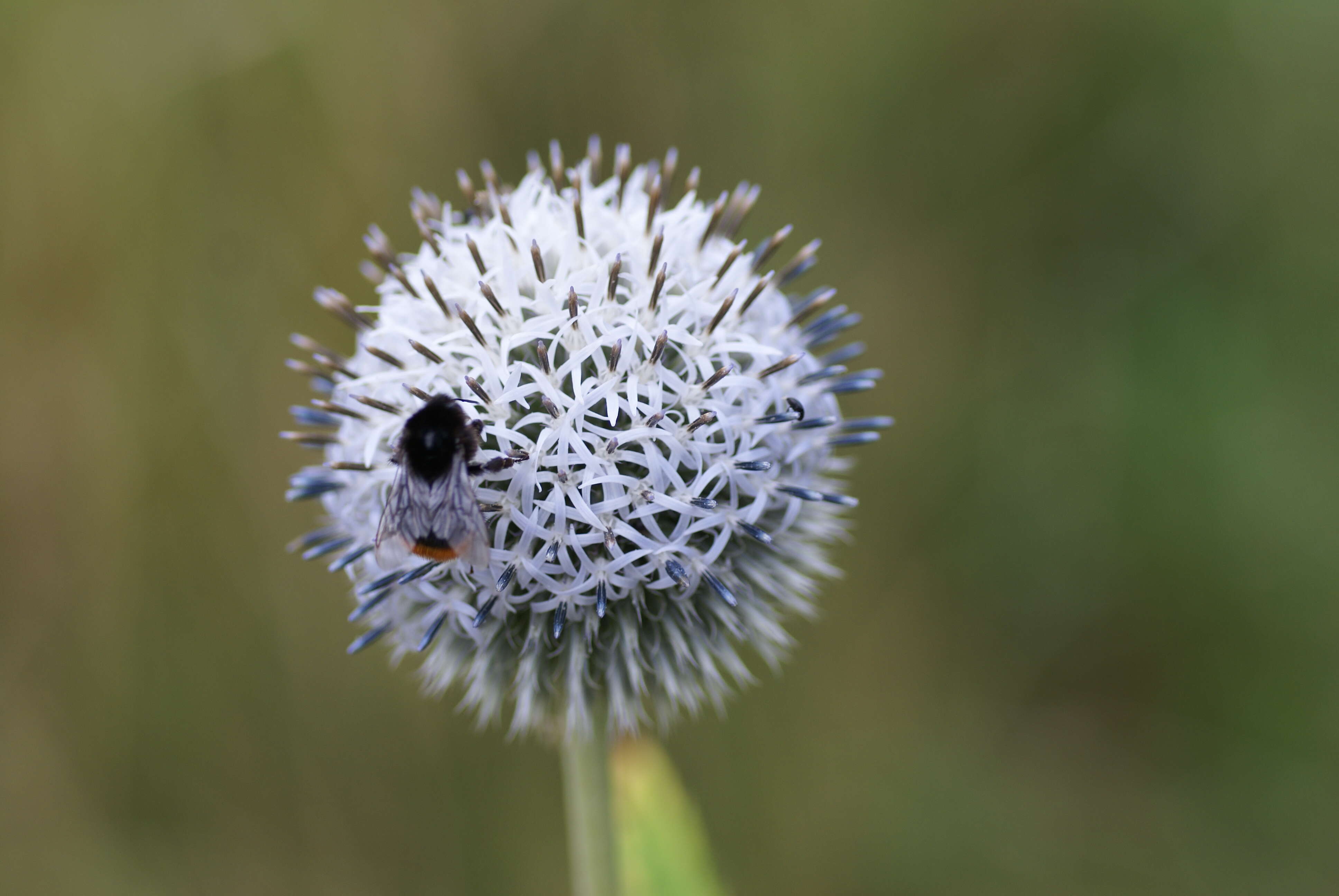 Image of tall globethistle