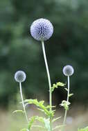 Image of tall globethistle