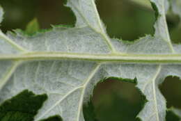 Image of tall globethistle