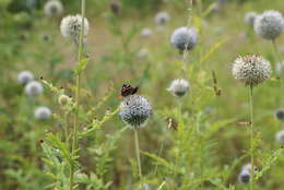 Image of tall globethistle