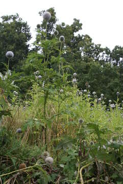 Image of tall globethistle