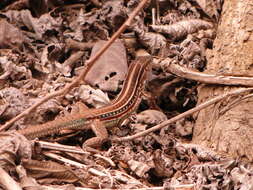 Image of Bocourt's Ameiva