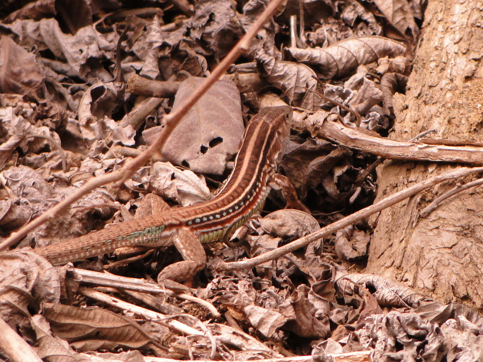 Image of Bocourt's Ameiva