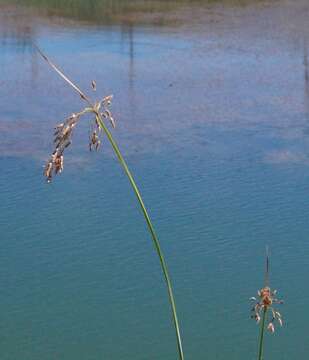 Image of Plumes of Water from the bristles