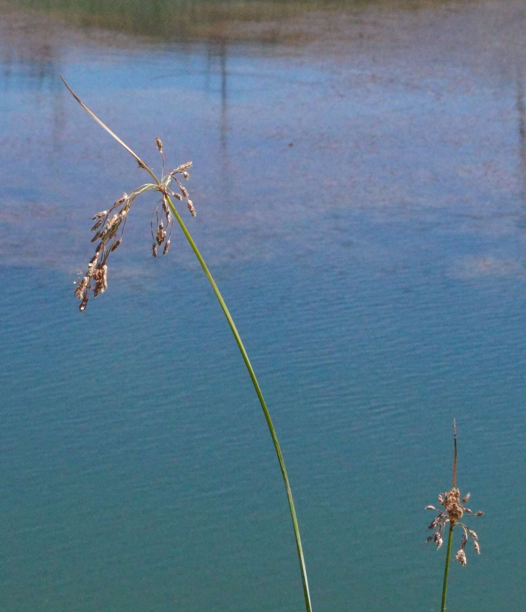 Sivun Schoenoplectus litoralis (Schrad.) Palla kuva