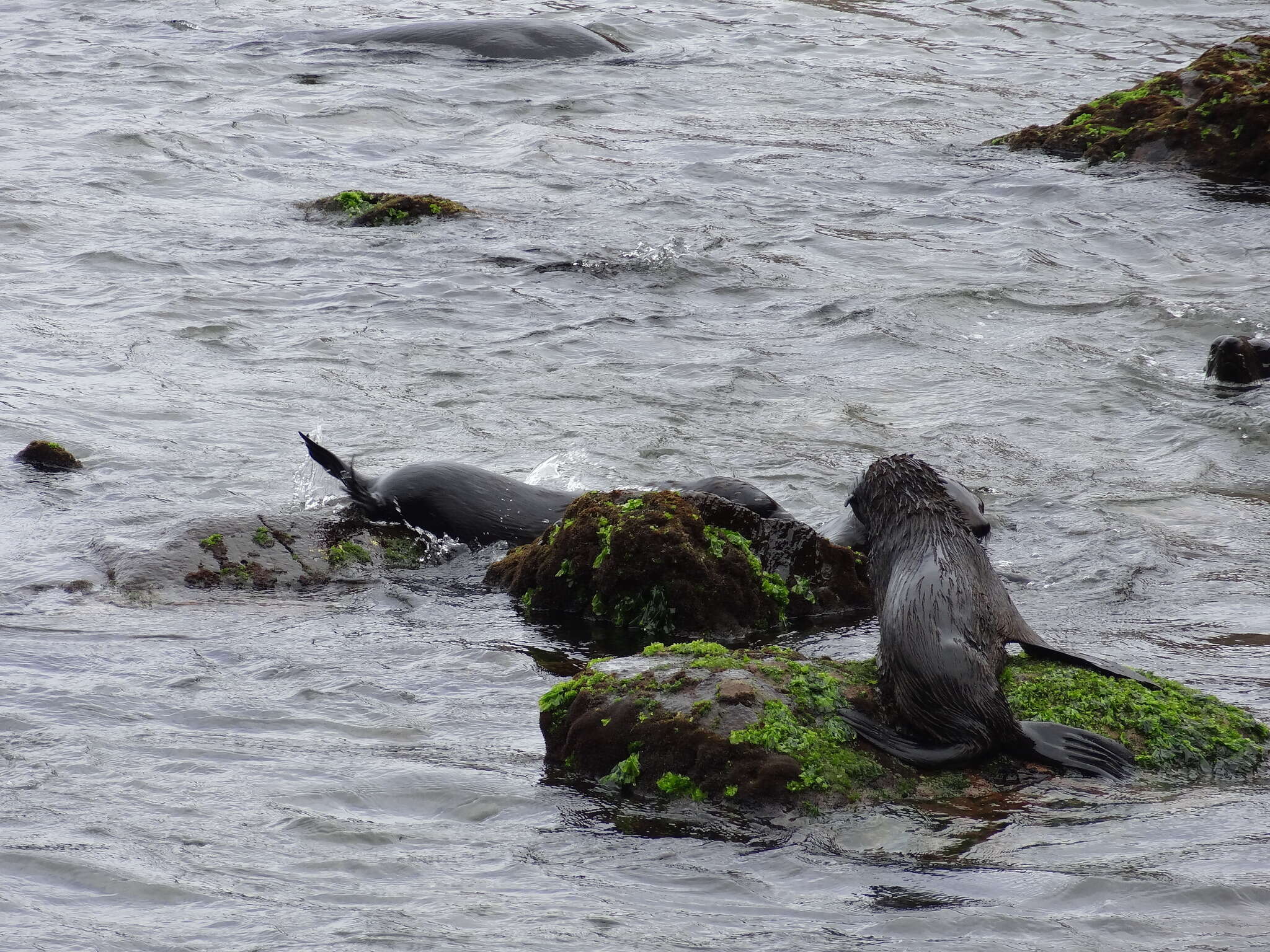 Image of Juan Fernández Fur Seal