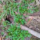 Image de Viola hederacea subsp. cleistogamoides L. Adams