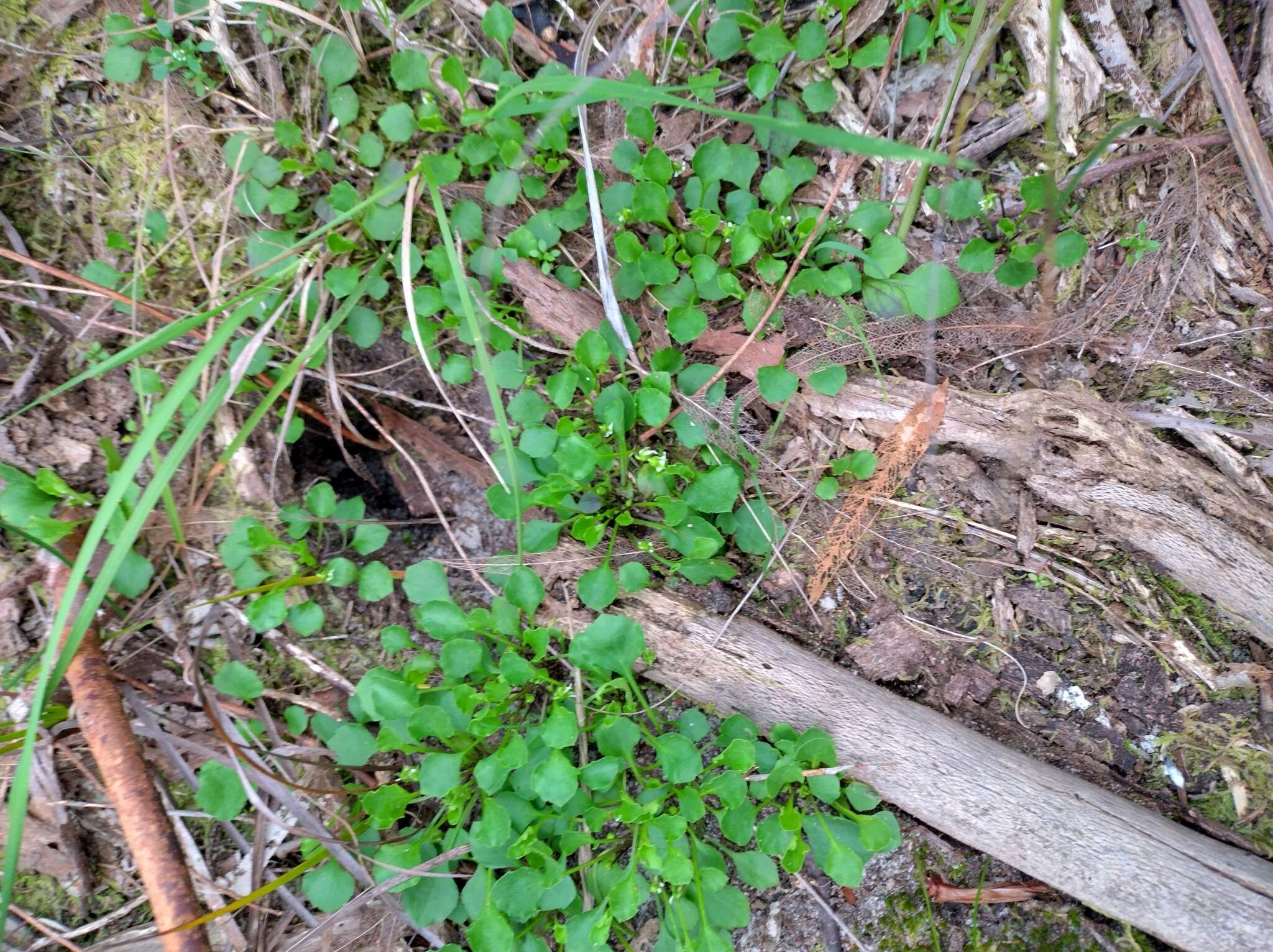 Image of Viola hederacea subsp. cleistogamoides L. Adams