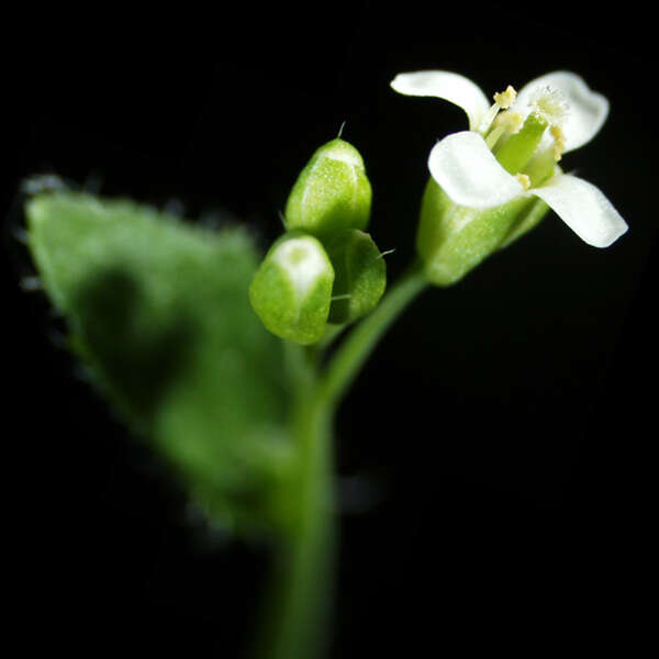 Image of Mouse-ear Cress