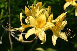 Image of Yellow Azalea