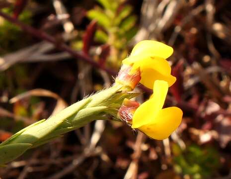 Plancia ëd <i>Liparia angustifolia</i>