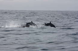 Image of Long-beaked Dolphin