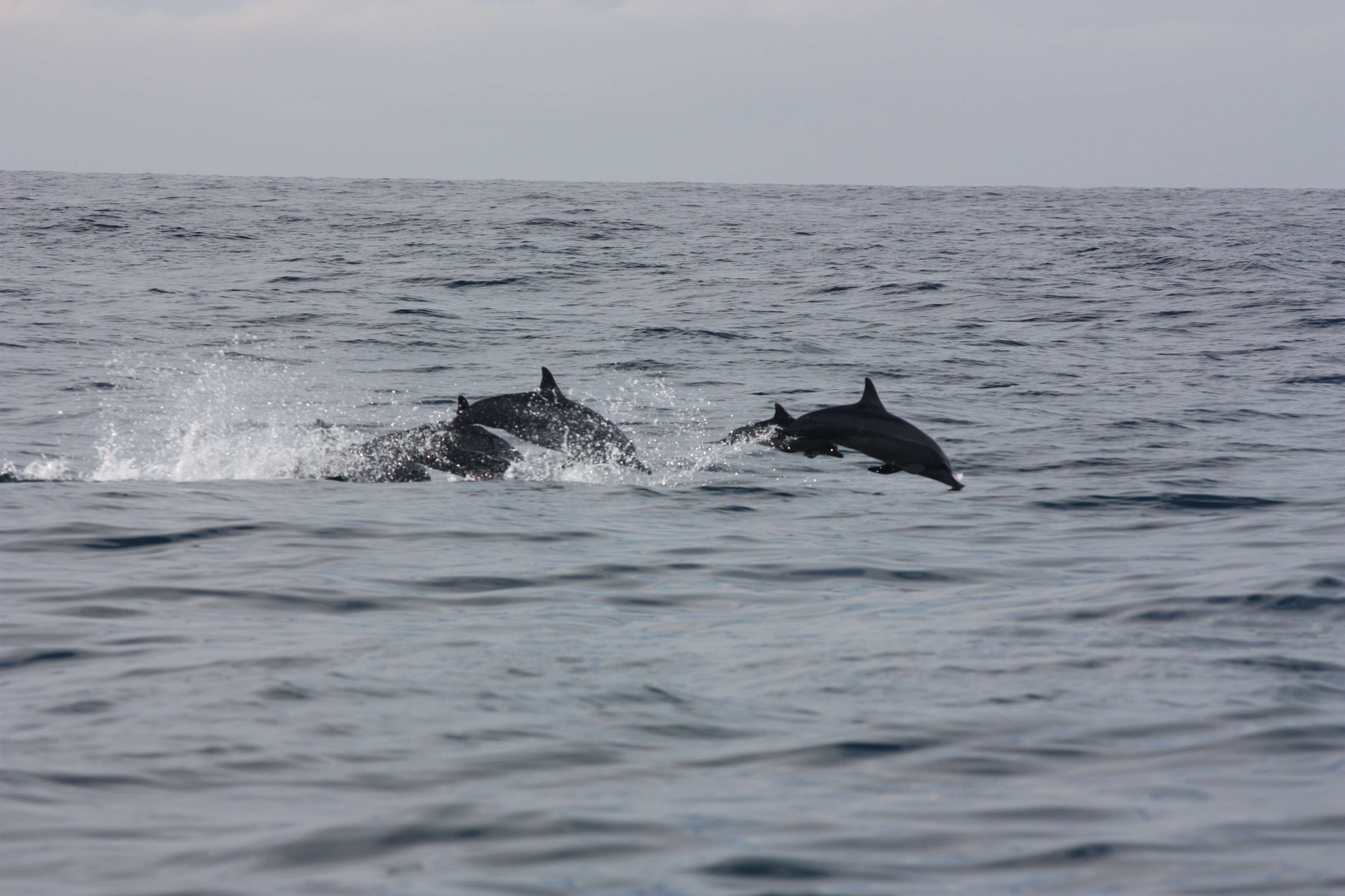 Image of Long-beaked Dolphin