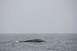 Image of Pygmy Blue Whale