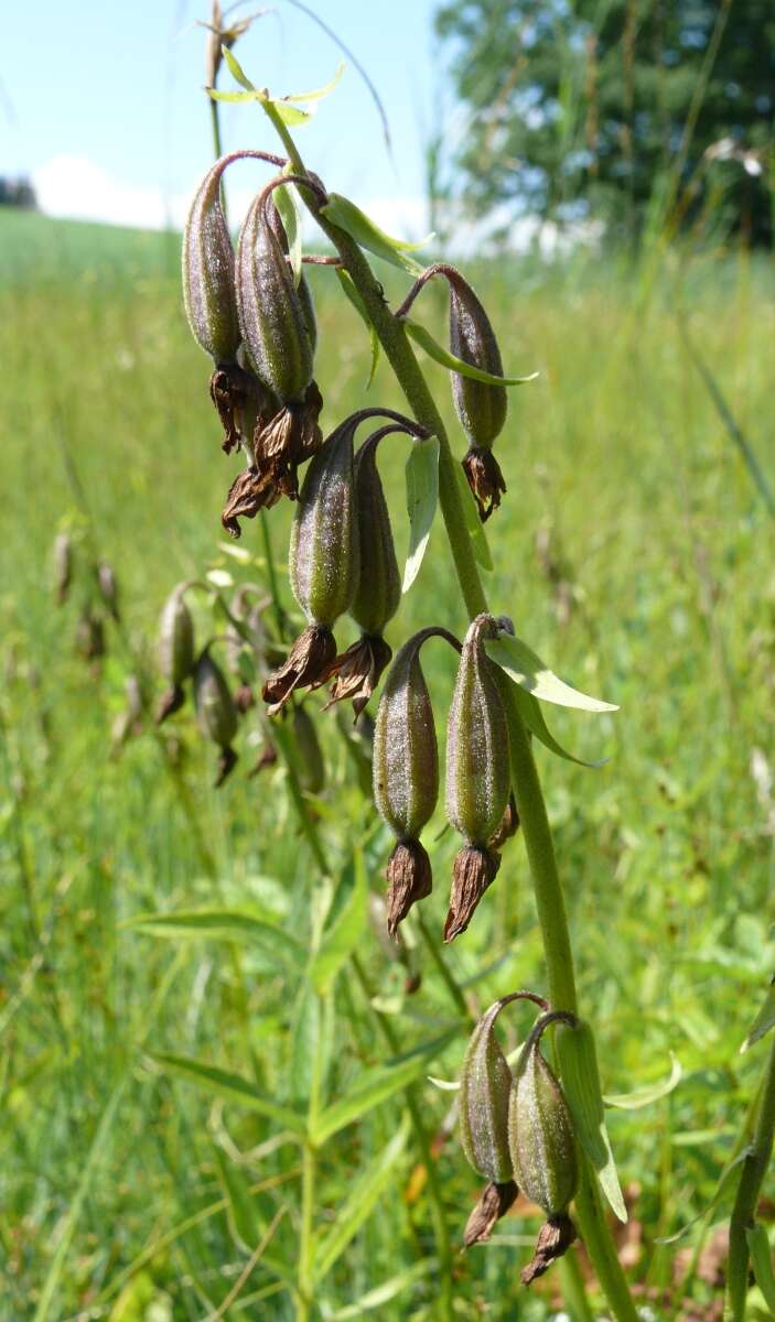 Imagem de Epipactis palustris (L.) Crantz