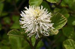 Imagem de Fothergilla major (Sims) Lodd.