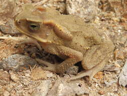 Image of Sulawesian Toad