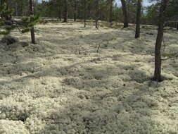 Image of star reindeer lichen