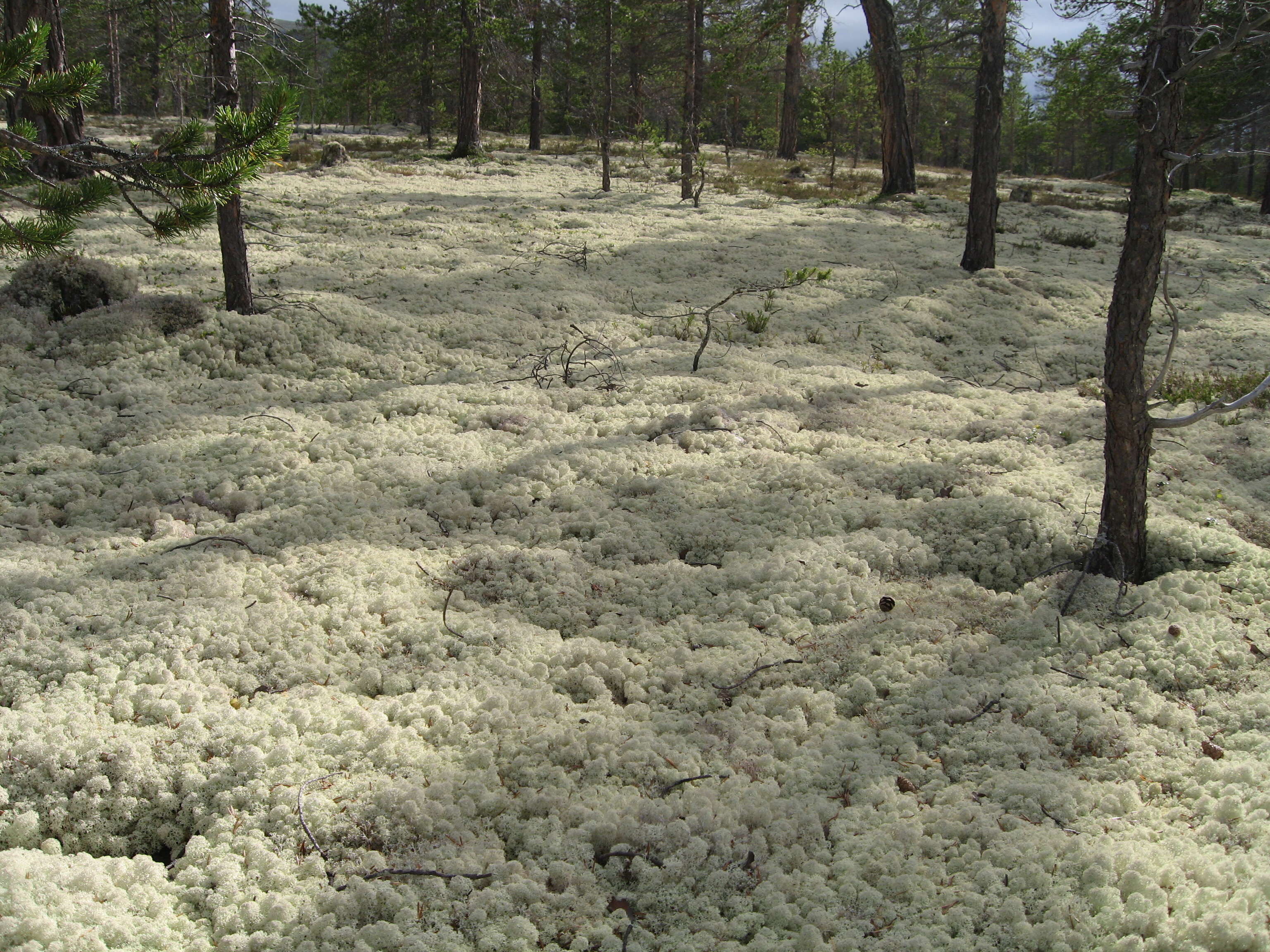 Image of star reindeer lichen